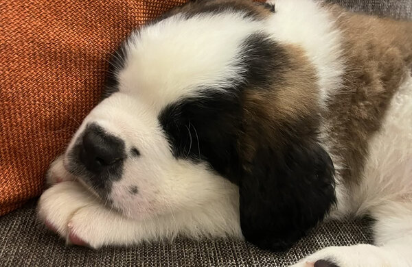 Puppies on the Peak: Timberline Lodge Welcomes Heidi and Bruno - by Travel Oregon