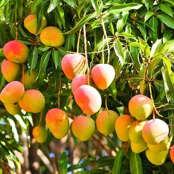 Mango Season in Miami